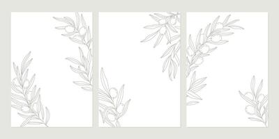 Set of olive posters with olive branches on white backgrounds in minimal linear style. leaves and olive fruits. Greenery plants and simple frames. vector