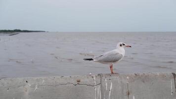 Migratory seagulls standing on concrete fence near the sea and sunset in Thailand video