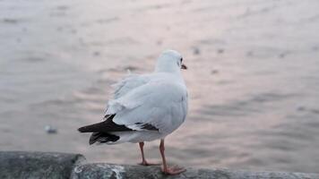 migratorio gaviotas en pie en hormigón cerca cerca el mar y puesta de sol en Tailandia video