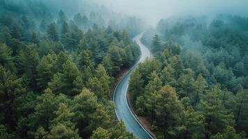 Winding Road Through Forest photo