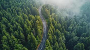 Winding Road Through Forest photo