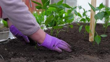 Planting pepper seedlings in the open ground, feeding and fertilizing peppers in the garden. Spring work in kitchen-garden, vegetable crop cultivation, farming concept video