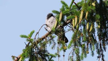cuervos en un conífero árbol. imágenes de polluelos limpieza su plumas. aves en naturaleza video