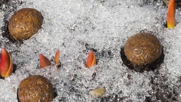 nieve derritiendo en primavera, flores y Conejo mierda debajo el nieve. hora lapso video