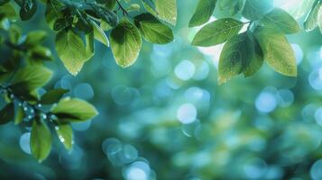 Close Up of a Green Leafy Plant photo