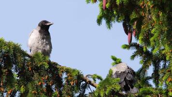 Two crow birds sit on a coniferous branch and preen their feathers on a sunny summer day video