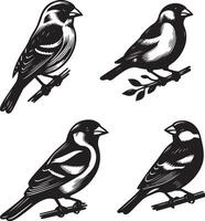 grosbeak bundle art Illustration vector