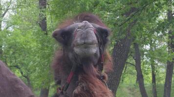 Close-up of camel's muzzle against background of green vegetation. video