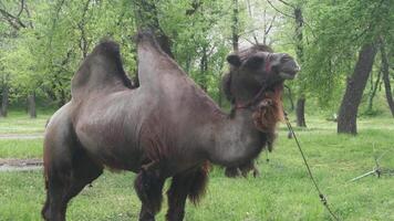 Large Bactrian camel against backdrop of lush green vegetation. video