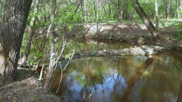 lixo flutuando ao longo quieto floresta rio coleta perto caído árvore. água poluição. video