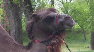 Face of camel that looks at camera and then turns its head away. video