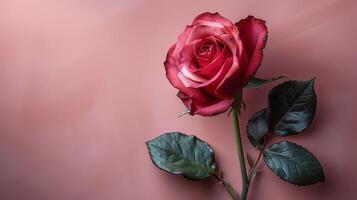 A Single Red Rose on a Pink Background photo