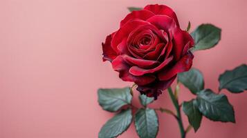 A Single Red Rose on a Pink Background photo