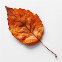 A Single Orange Leaf on White Background photo