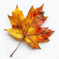 Yellow and Red Maple Leaf on White Background photo