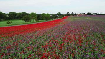 Aerial low orbiting view of poppy field in Czechia video