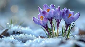 grupo de púrpura flores en nieve cubierto suelo foto