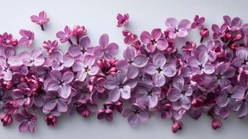 Purple Flowers Growing on a Wall photo