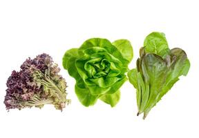 Lush green lettuce leaves perfectly arranged for display photo