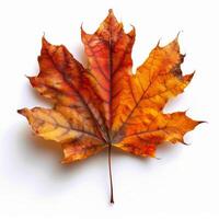 A Single Leaf of a Maple Tree photo