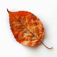 Lone Leaf on White Background photo