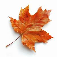 A Single Leaf of a Maple Tree photo