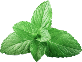 Fresh Green Mint Leaves Close-Up. png