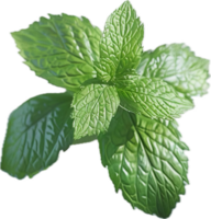 Fresh Green Mint Leaves Close-Up. png