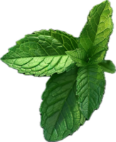 Fresh Green Mint Leaves Close-Up. png