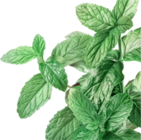 Fresh Green Mint Leaves Close-Up. png