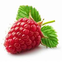 Close Up of a Raspberry on White Background photo