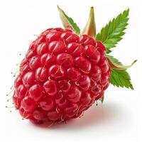 Close Up of a Raspberry on White Background photo