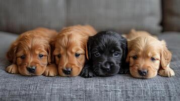 Four Puppies Laying on Couch photo