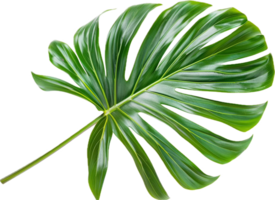 fermer de une monstera feuille. png