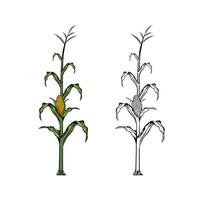 maíz planta diseño ilustración vector