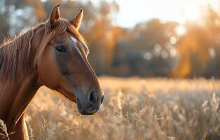 vivid farm horse background with copy space photo