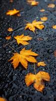 Group of Yellow Leaves on Wet Ground photo