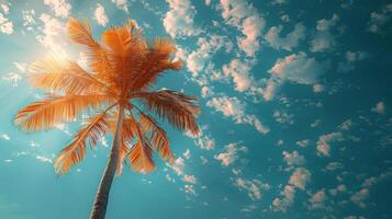 Palm Tree Against Blue Sky photo