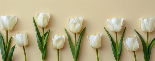 Group of White Tulips Arranged in a Circle photo