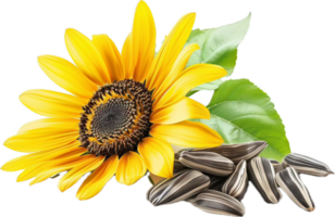 Sunflowers and seeds. png