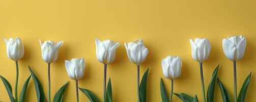 Group of White Tulips Arranged in a Circle photo