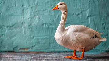 Four Geese Posing in Warm Sunset Light photo