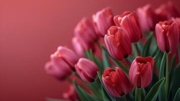 Bunch of Pink Tulips With Blurry Background photo