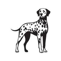 Confident Dalmatian dog Standing Illustration in black and white vector
