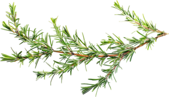 Fresh Green Rosemary Sprig Close-Up. png