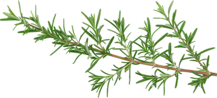 Fresh Green Rosemary Sprig Close-Up. png