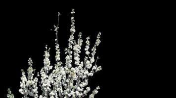 Blooming cherry branch with a transparent background of a spring cherry tree on a bright day video