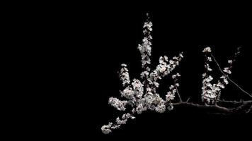 Blooming cherry branch with a transparent background of a spring cherry tree on a bright day video