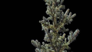 A branch of pine cones on a transparent background sways in the soft wind. Autumn landscape. Coniferous tree isolated. video