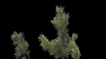 een Afdeling van pijnboom kegels Aan een transparant achtergrond zwaait in de zacht wind. herfst landschap. naald- boom geïsoleerd. video